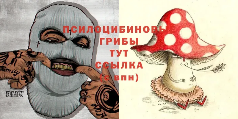 закладки  Кинель  Псилоцибиновые грибы Cubensis 